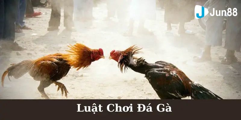 Tìm hiểu tổng quan về đá gà cựa sắt mới nhất