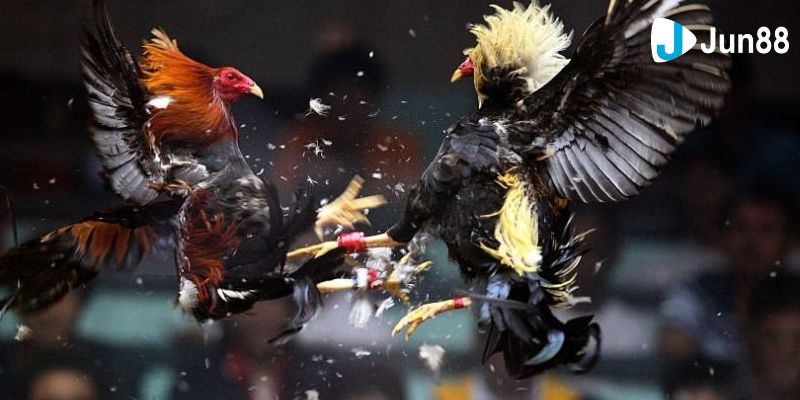 Tìm hiểu các loại kèo cược trong đá gà cựa sắt mới nhất