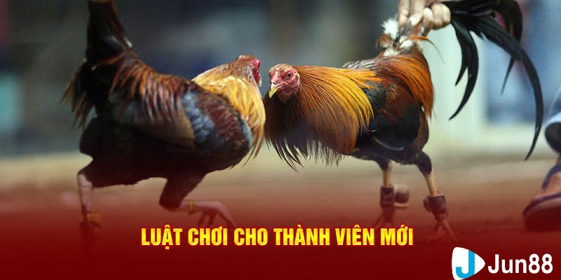 Quy tắc tổ chức trận đấu đá gà cựa sắt mới nhất