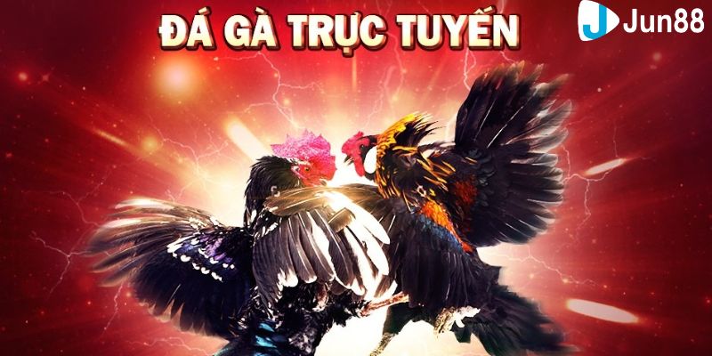 Giải thích tổng quan về game đá gà trực tuyến là gì?