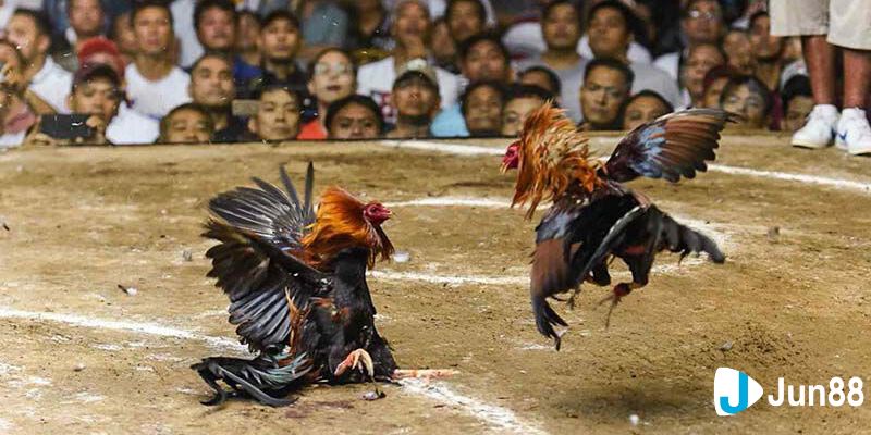 Tại sao game đá gà trực tuyến được nhiều người yêu thích?