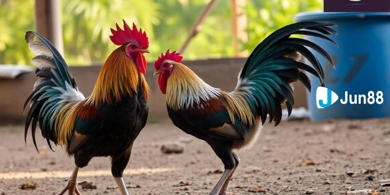 Đá gà trực tuyến