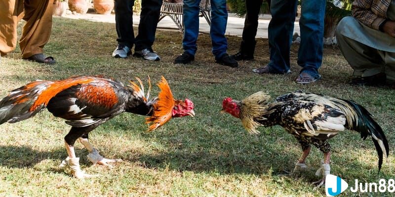 Tìm hiểu tổng quan về Hình thức đá gà xanh trích là gì?