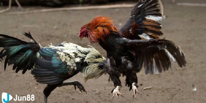 Vì sao đá gà xanh trích luôn hấp dẫn người chơi trực tuyến?