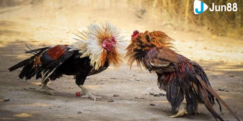 Luật chơi và cách chơi đá gà xanh trích trực tuyến