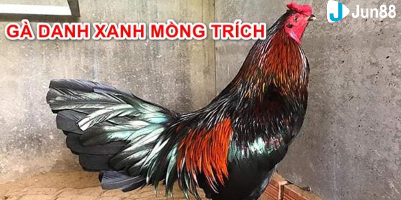 đá gà xanh trích