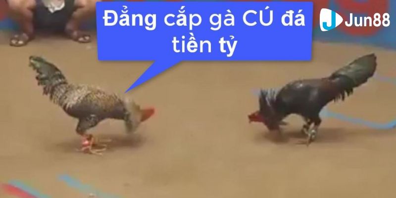 Khám phá trận gà cú đá 5 tỷ