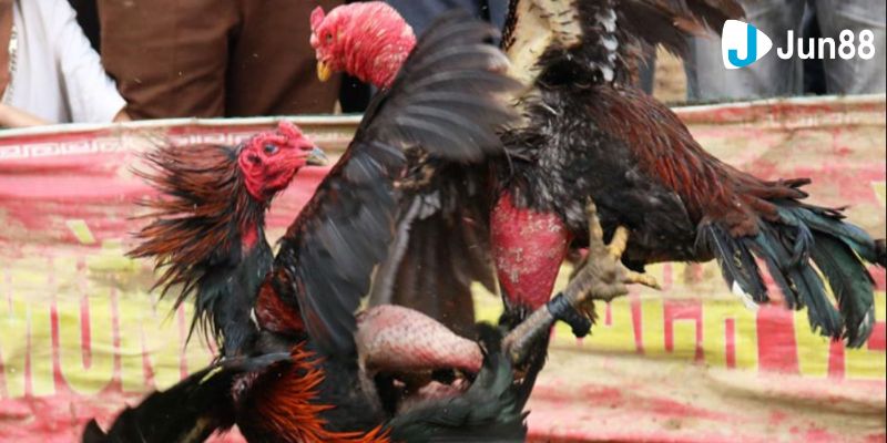 Diễn biến trận đấu của gà cú đá 5 tỷ chi tiết nhất