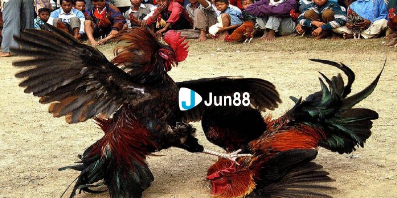 Tổng hợp những trận đấu hấp dẫn khác của gà cú đá 5 tỷ