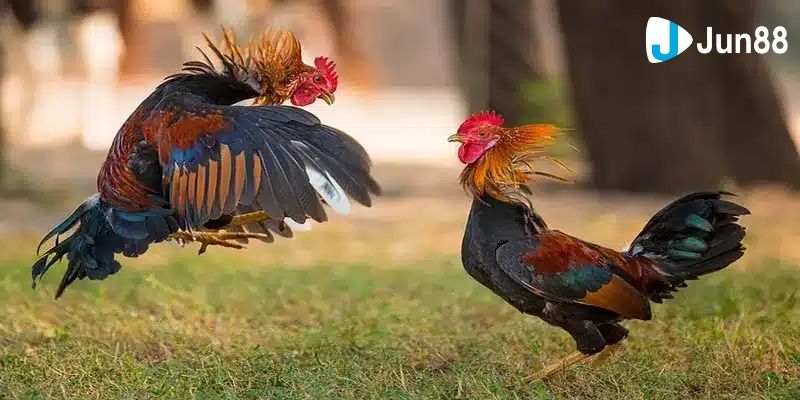 Khái quát đôi điều về sự kiện xem đá gà Campuchia