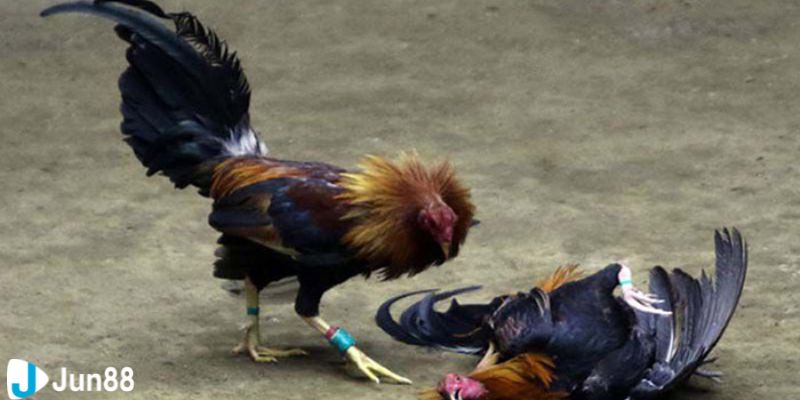 Xem đá gà Campuchia và những quy tắc cơ bản