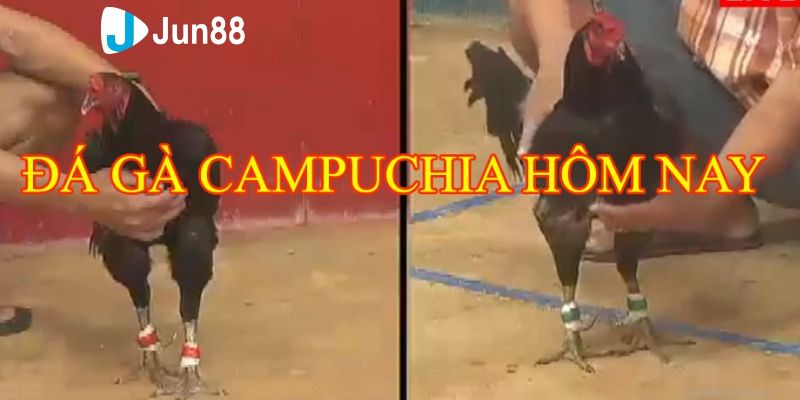 Phân tích chi tiết về khả năng thi đấu của chiến kê