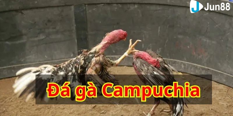 xem đá gà Campuchia