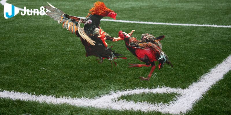 Đá gà VSS388 mang đến những trận đấu thú vị với tỷ lệ thắng cao và không gian cá cược sôi động