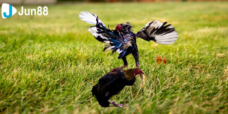 Trải nghiệm ngay đá gà VSS388 để tận hưởng những trận đấu gay cấn và cơ hội kiếm tiền hấp dẫn