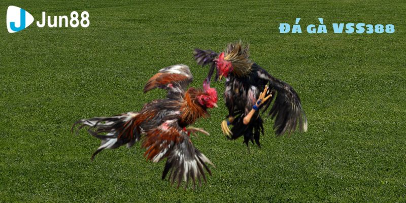 Đá gà VSS388 là nơi hội tụ những chiến kê mạnh mẽ và những trận đấu đầy cam go dành cho những người yêu thích cá cược