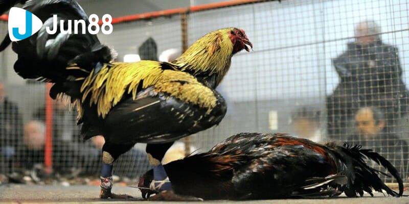 Đá gà cựa sắt