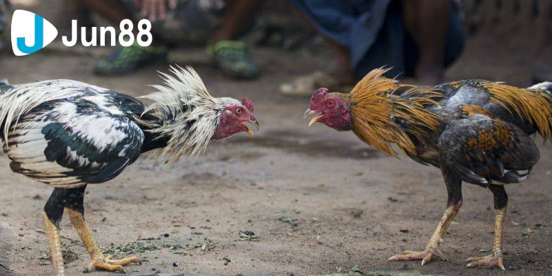 Đá gà cựa sắt