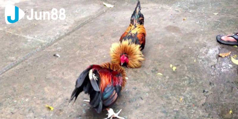 Đá gà cựa sắt