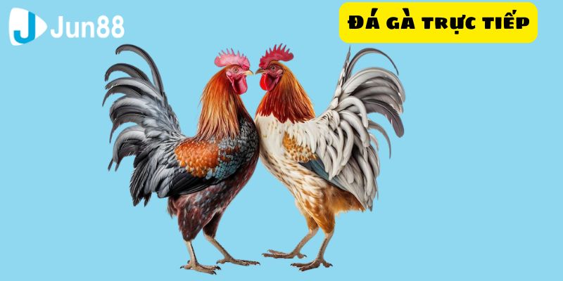 Tham gia đá gà trực tiếp để trải nghiệm không khí sôi động và chứng kiến những chiến kê xuất sắc thi đấu