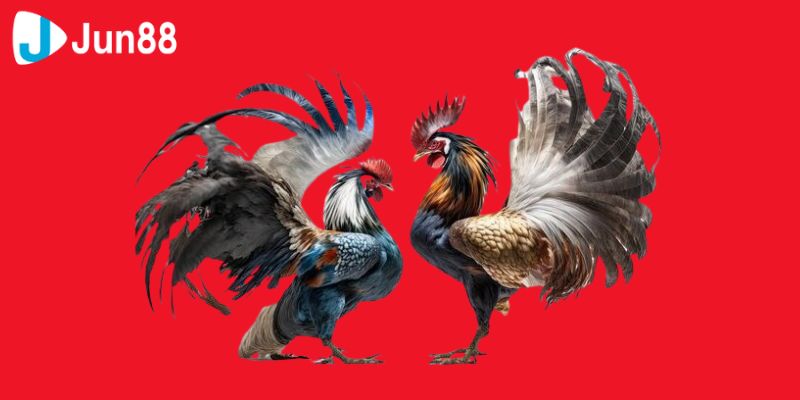 Với đá gà trực tiếp, bạn sẽ được tận hưởng những giây phút gay cấn và cơ hội chiến thắng lớn trong từng trận đấu