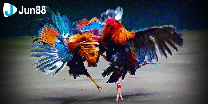 Đá gà trực tiếp mang đến cho bạn những trận đấu kịch tính và cơ hội cá cược hấp dẫn ngay tại thời điểm diễn ra