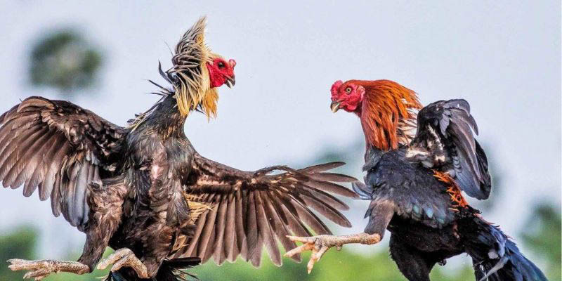 Tỷ lệ cá cược luôn được làm mới trong suốt thời gian thi đấu