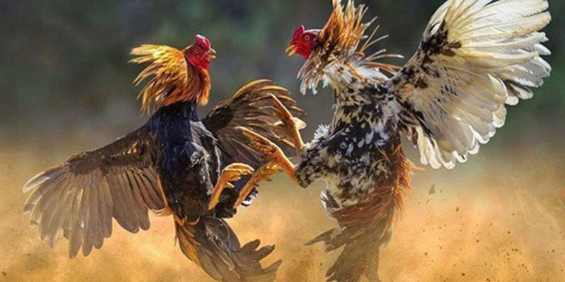 Nhiều loại cược được cung cấp cho người chơi lựa chọn