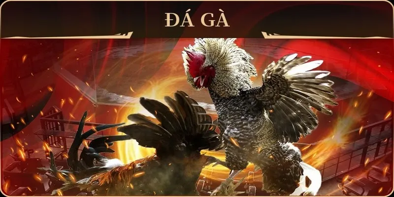 Đấu Gà Tỷ Phú là gì? Tổng quan về hình thức cá cược độc đáo