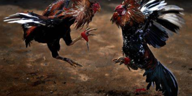 Tham gia đấu trường bắn gà