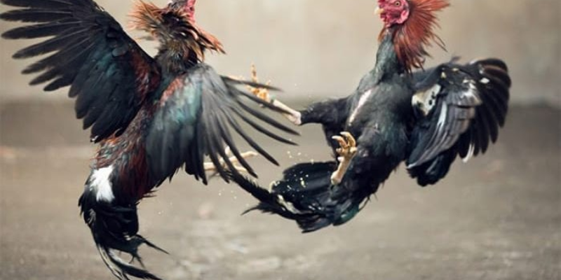 Các kỹ thuật bắn hiệu quả